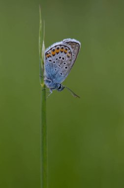 Mavi küçük kelebek doğaya yakın, kapalı bir bitki üzerinde makro doğa.