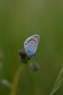 Genel mavi kelebek (Polyommatus icarus), görüntünün altında, makro doğal arkaplanı kapatır