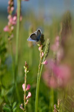 Bir tarlada ortak mavi kelebek, çiçekler ve bitkiler, doğal arka plan, kanatlar kapalı