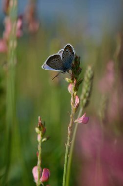 Bir tarlada ortak mavi kelebek, çiçekler ve bitkiler, doğal arka plan, kanatlar kapalı