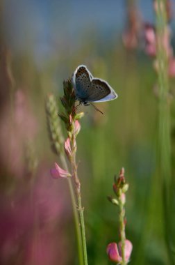 Bir tarlada ortak mavi kelebek, çiçekler ve bitkiler, doğal arka plan, kanatlar kapalı