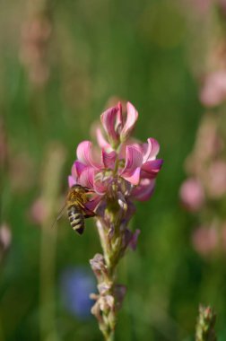 Doğa pollinatung 'unda pembe bir kır çiçeğinin üzerindeki arı, arıyı kapatıyoruz.