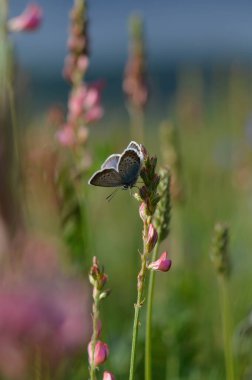 Pembe bir çiçeğin üzerinde ortak mavi kelebek, çiçekli ve bitkili tarla, doğal arka plan, kapalı kanatlar.