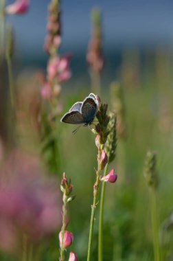 Pembe bir çiçeğin üzerinde ortak mavi kelebek, çiçekli ve bitkili tarla, doğal arka plan, kapalı kanatlar.