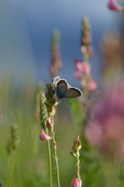 Pembe bir çiçeğin üzerinde ortak mavi kelebek, çiçekli ve bitkili tarla, doğal arka plan, kapalı kanatlar.