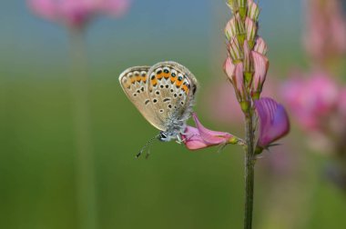Pembe bir çiçeğin üzerinde ortak mavi kelebek tozlaşıyor, nektar topluyor, makroyu kapatıyor, doğal arka plan.