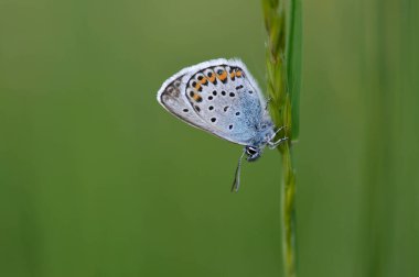 Mavi küçük kelebek doğaya yakın, kapalı bir bitki üzerinde makro doğa.