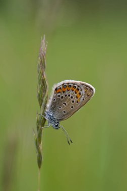 Bitkinin üzerinde kahverengi argus kelebeği. Turuncu ve siyah benekli kahverengi küçük kelebek ve bir bitkinin üzerinde mavi vücut. Doğal arkaplan.