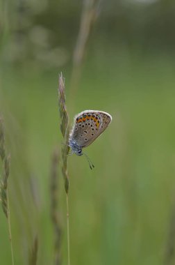 Bitkinin üzerinde kahverengi argus kelebeği. Turuncu ve siyah benekli kahverengi küçük kelebek ve bir bitkinin üzerinde mavi vücut. Doğal arkaplan.