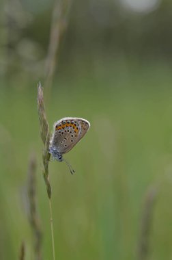 Bitkinin üzerinde kahverengi argus kelebeği. Turuncu ve siyah benekli kahverengi küçük kelebek ve bir bitkinin üzerinde mavi vücut. Doğal arkaplan.