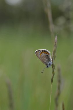 Bitkinin üzerinde kahverengi argus kelebeği. Turuncu ve siyah benekli kahverengi küçük kelebek ve bir bitkinin üzerinde mavi vücut. Doğal arkaplan.