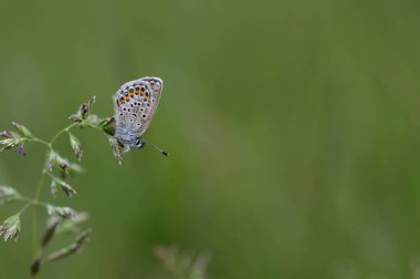 Bitkinin üzerinde kahverengi argus kelebeği. Turuncu ve siyah benekli kahverengi küçük kelebek ve bir bitkinin üzerinde mavi vücut. Doğal arkaplan.