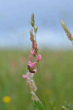 Doğadaki pembe bir kır çiçeğinin üzerindeki arı tozlaşır, arıyı kapar ve bir tarlada nektar toplar.