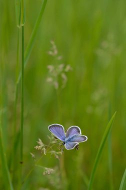 Mavi küçük kelebek doğaya yakın, kapalı bir bitki üzerinde makro doğa.