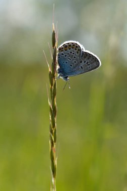 Bilindik Mavi küçük kelebek doğaya yakın, bir bitki, makro doğa.
