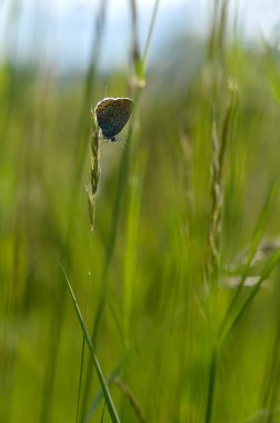 Mavi küçük kelebek doğaya yakın, kapalı bir bitki üzerinde makro doğa.