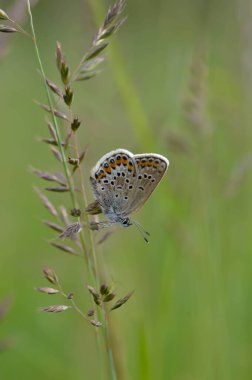 Bitkinin üzerinde kahverengi argus kelebeği. Turuncu ve siyah benekli kahverengi küçük kelebek ve bir bitkinin üzerinde mavi vücut. Doğal arkaplan.