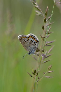 Bitkinin üzerinde kahverengi argus kelebeği. Turuncu ve siyah benekli kahverengi küçük kelebek ve bir bitkinin üzerinde mavi vücut. Doğal arkaplan.