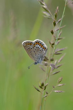 Bitkinin üzerinde kahverengi argus kelebeği. Turuncu ve siyah benekli kahverengi küçük kelebek ve bir bitkinin üzerinde mavi vücut. Doğal arkaplan.