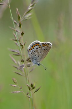 Bitkinin üzerinde kahverengi argus kelebeği. Turuncu ve siyah benekli kahverengi küçük kelebek ve bir bitkinin üzerinde mavi vücut. Doğal arkaplan.
