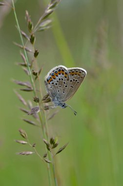 Bitkinin üzerinde kahverengi argus kelebeği. Turuncu ve siyah benekli kahverengi küçük kelebek ve bir bitkinin üzerinde mavi vücut. Doğal arkaplan.
