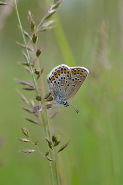 Bitkinin üzerinde kahverengi argus kelebeği. Turuncu ve siyah benekli kahverengi küçük kelebek ve bir bitkinin üzerinde mavi vücut. Doğal arkaplan.
