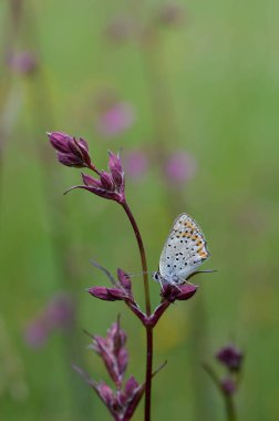 Doğada kırmızı bir karides üzerinde küçük kelebek, makro pelerin, kırmızı catchfly, silen diodica, turuncu ang siyah benekli küçük renkli kelebek mavi vücut ve gri kanatlar.