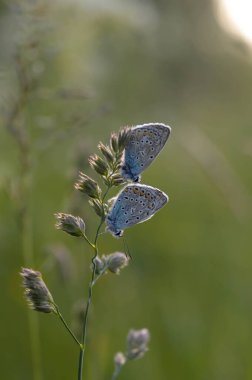 Doğadaki bir bitkinin üzerinde iki yaygın mavi kelebek. Yakından, makro, dinlenme, alttan görünme, küçük mavi ve gri kelebek..