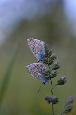 Doğadaki bir bitkinin üzerinde iki yaygın mavi kelebek. Yakından, makro, dinlenme, alttan görünme, küçük mavi ve gri kelebek..