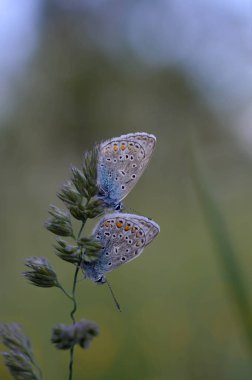 Doğadaki bir bitkinin üzerinde iki yaygın mavi kelebek. Yakından, makro, dinlenme, alttan görünme, küçük mavi ve gri kelebek..