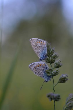 Doğadaki bir bitkinin üzerinde iki yaygın mavi kelebek. Yakından, makro, dinlenme, alttan görünme, küçük mavi ve gri kelebek..