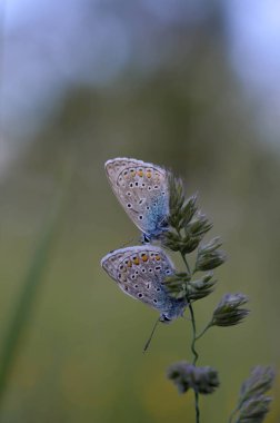 Doğadaki bir bitkinin üzerinde iki yaygın mavi kelebek. Yakından, makro, dinlenme, alttan görünme, küçük mavi ve gri kelebek..