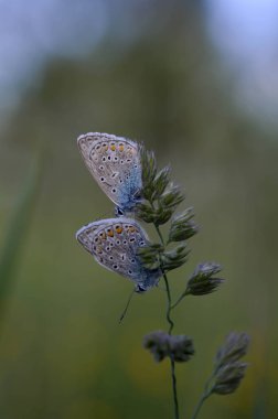 Doğadaki bir bitkinin üzerinde iki yaygın mavi kelebek. Yakından, makro, dinlenme, alttan görünme, küçük mavi ve gri kelebek..