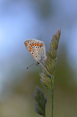 Mavili küçük kelebek doğaya yakın bir bitkiye, makro doğaya. Mavi, gri, doğal bir arka planda..