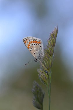 Mavili küçük kelebek doğaya yakın bir bitkiye, makro doğaya. Mavi, gri, doğal bir arka planda..