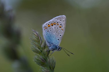 Mavili küçük kelebek doğaya yakın bir bitkiye, makro doğaya. Mavi, gri, doğal bir arka planda..