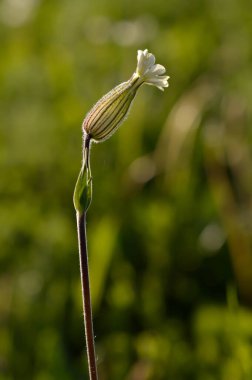 Beyaz karides çiçeği doğada. Yaklaş, kır çiçeği açsın.,