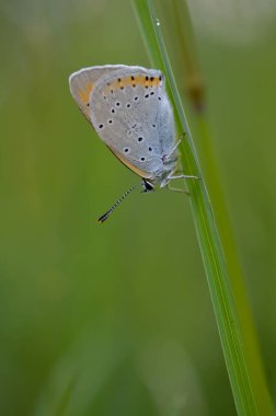 Büyük bakır kelebek doğada makro yakın, mavi ve turuncu küçük kelebek yeşil bir bitkinin üzerinde