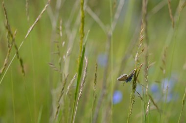 Bitkinin üzerinde kahverengi argus kelebeği. Turuncu ve siyah benekli kahverengi küçük kelebek ve bir bitkinin üzerinde mavi vücut. Doğal arkaplan.
