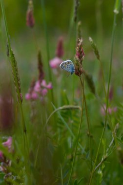 Doğada yaygın mavi kelebek bir bitkinin üzerinde tozlaşıyor, nektar topluyor, makroyu kapatıyor, doğal arka plan