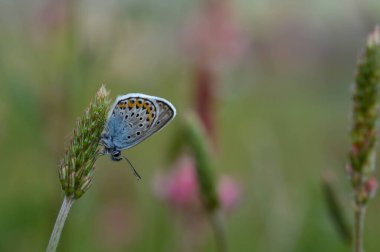 Doğada yaygın mavi kelebek bir bitkinin üzerinde tozlaşıyor, nektar topluyor, makroyu kapatıyor, doğal arka plan