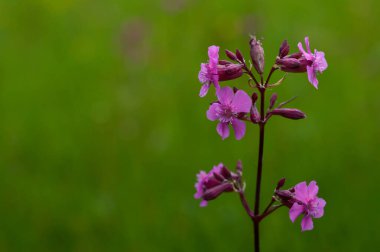 Kırmızı campion yaban çiçekleri - sessiz dioica, doğada bir tarlada