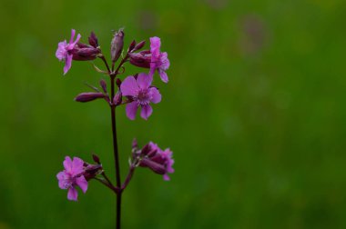 Kırmızı campion yaban çiçekleri - sessiz dioica, doğada bir tarlada