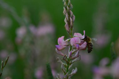 Arı doğada pembe bir kır çiçeğinin üzerinde çalışıyor. Yaklaş, tozlaş, bir tarlada.