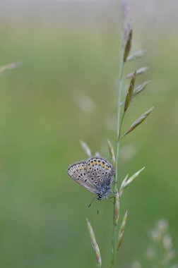 Küçük mavi ve gri kelebek doğada. Yakın plan, doğal arka plan.