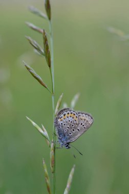 Küçük mavi ve gri kelebek doğada. Yakın plan, doğal arka plan.