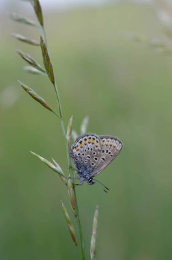 Küçük mavi ve gri kelebek doğada. Yakın plan, doğal arka plan.