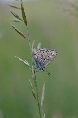 Küçük mavi ve gri kelebek doğada. Yakın plan, doğal arka plan.