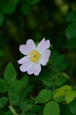 Doğada yetişen gül goncaları, doğada yetişen yabani güller, yakın mesafede, pastel yapraklar.