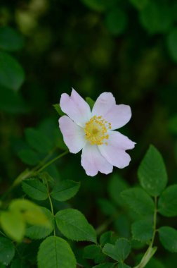Doğada yetişen gül goncaları, doğada yetişen yabani güller, yakın mesafede, pastel yapraklar.